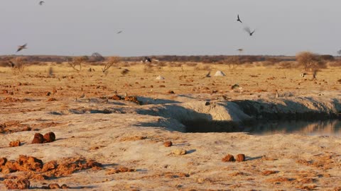 Amazing African Birds African Wildlife Video