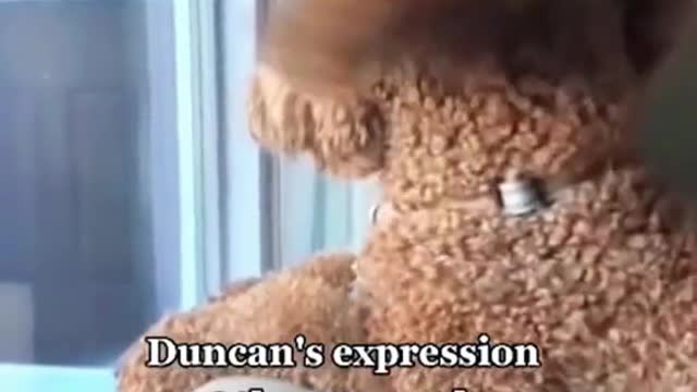 Super cute animals