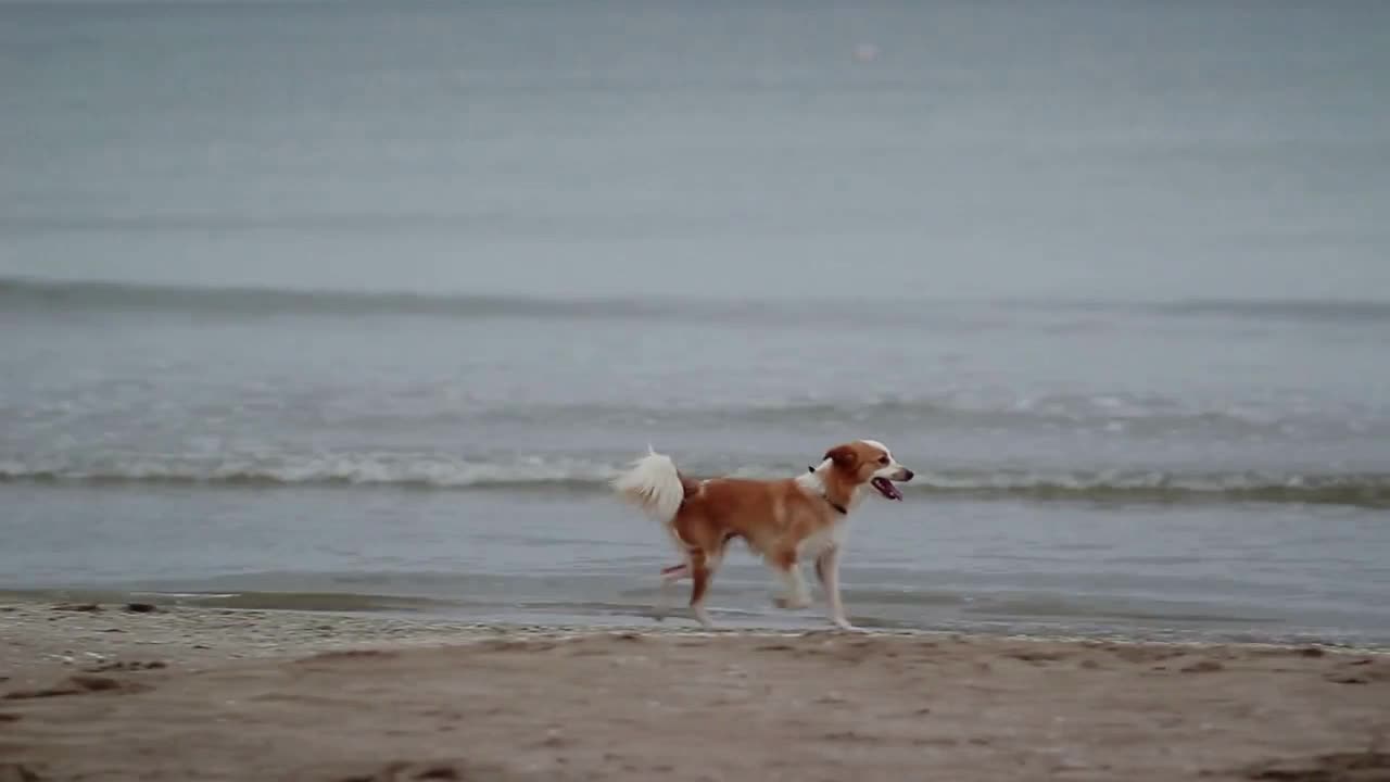 Lost Dog Running at Beach