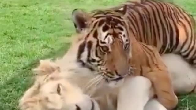 A lion and tiger fell in love