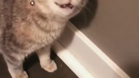 TikTok Cats that are Guaranteed to Make Your Day Better 🐶❤️