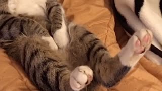 Cute Kitten Sleeping in Silly Position