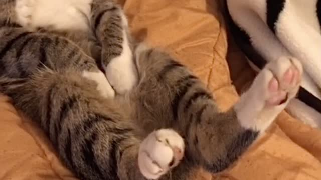 Cute Kitten Sleeping in Silly Position