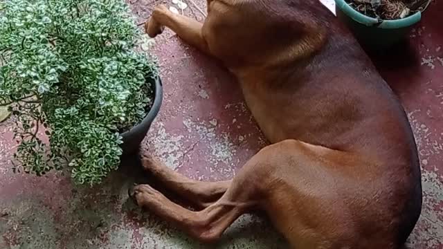 Dog