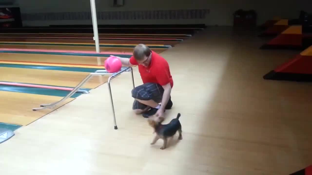 Bowling Yorkie