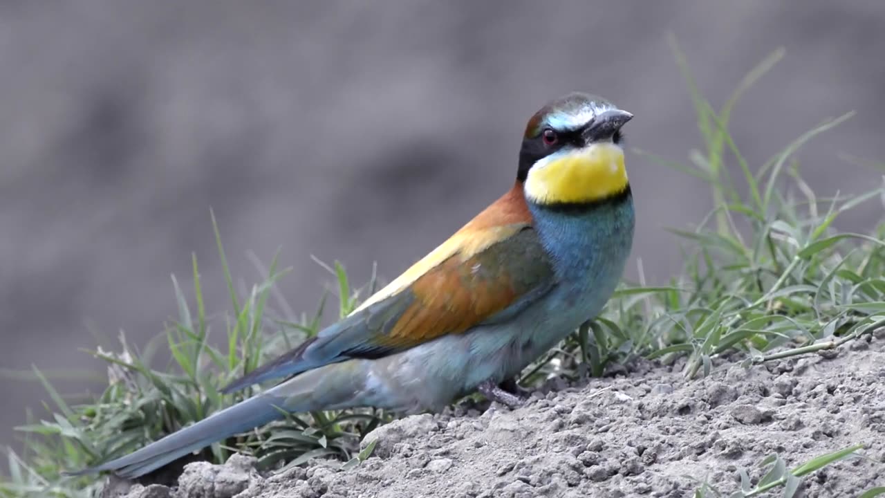 Bright Rainbow Bird: The Splendor of Colors in Feathers.