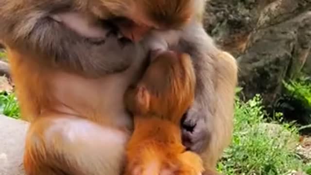 Lovely and Funny animals Lovely Monkeys Videos 2021