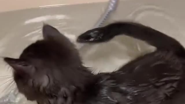 cat swimming