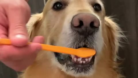 Brushing time