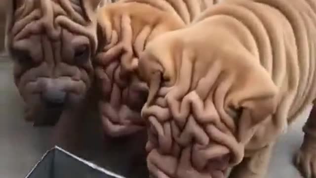 Dog dog dog baby