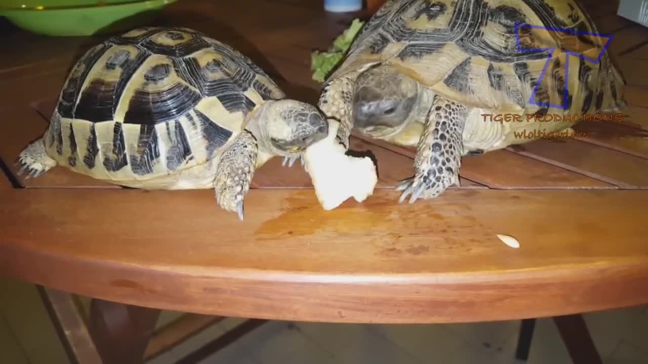 9:53 NOW PLAYING Funny KIDS vs ZOO ANIMALS are WAY FUNNIER TRY NOT TO LAUGH Compilation