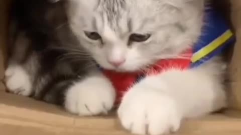 Cute Cat