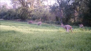 Fred Zepplin 2021, Day Bucks In The Field