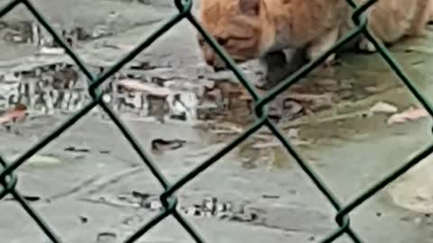 A cute, fat cheese cat is drinking water