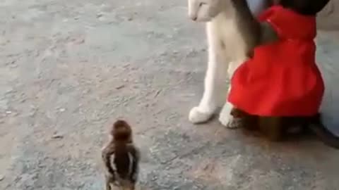 #Funny kittens play Little monkey and Cat and Bird, playing, so cute.