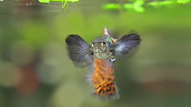 Red Mosaic Guppy Fish