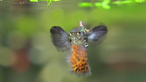 Red Mosaic Guppy Fish