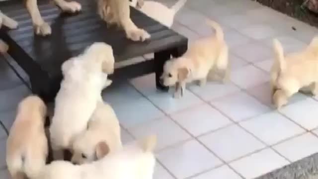 Cute Funny cats dogs hilarious video