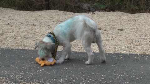 White Puppy Playing With Garfield Toy at Animal Shelter