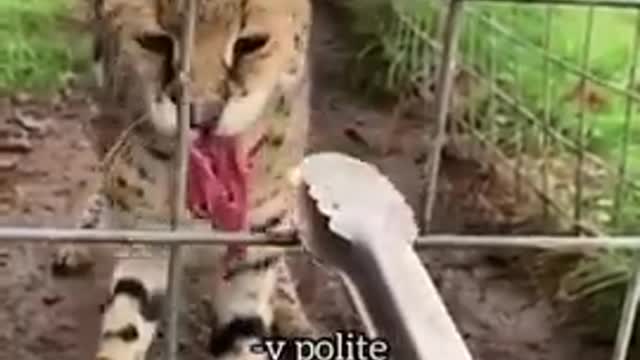 So cute