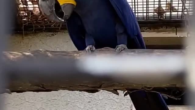 Cute blue parrot playing