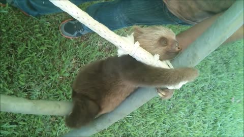 Cute Baby Sloth tries climbing for the first time!!!!!