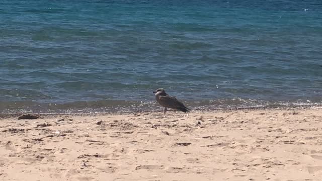 Grey Seagull Holding Onto Some Food