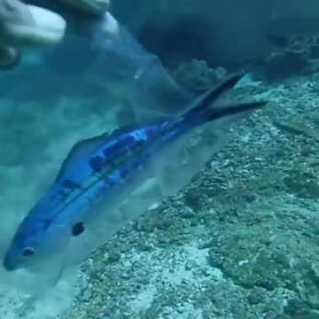 Fish Trapped In A Plastic Bag ☹️ Isn’t this just horrible?!