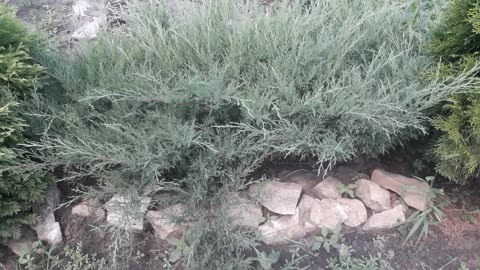 Juniper and stones