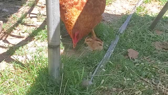 Hawk the big red hen had a chick