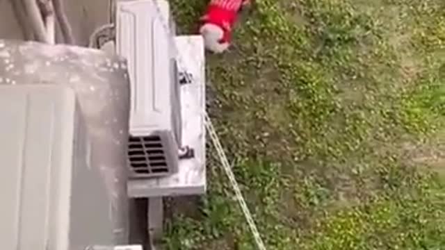 Chinese citizens trapped in Shanghai figured out how to walk their dogs