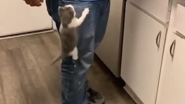 cat climbing his owner