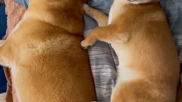 sleeping Shiba Inu