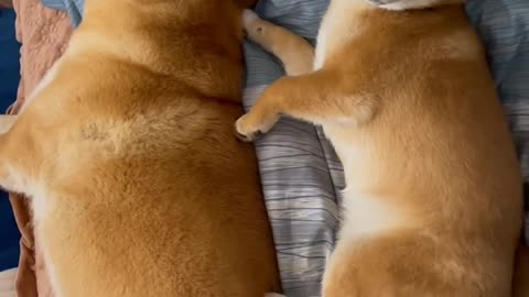 sleeping Shiba Inu