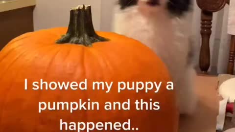 puppy so cute in the pumpkin