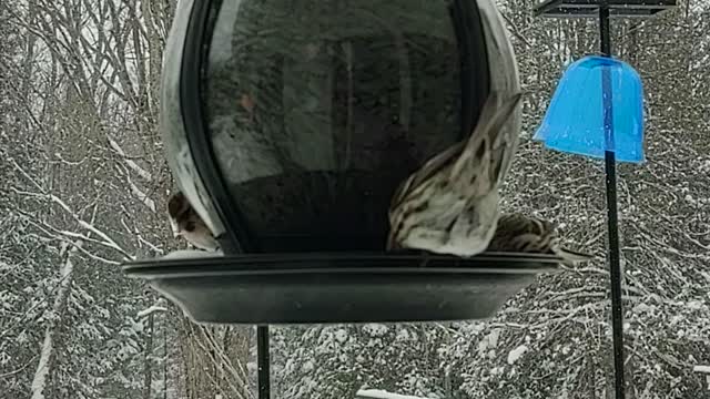 Birds feeding in a Northern snowfall