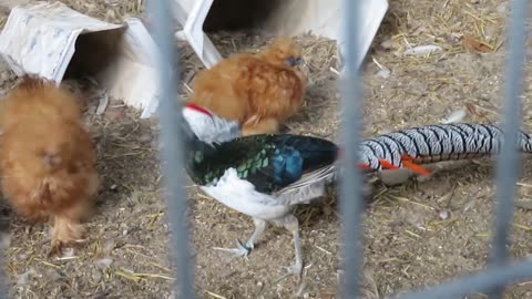 Black silkie pullets