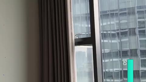 fatty demon pig - 2024 - November 9th part 001