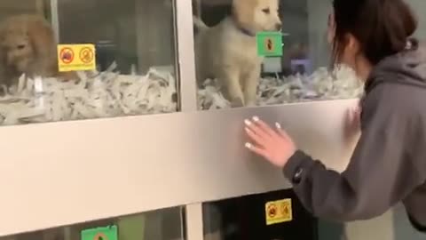 Cute dog in the shelter