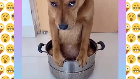 Cute and funny dogs videos#shorts