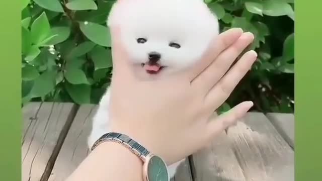 So Cute Very Funny Little Puppy