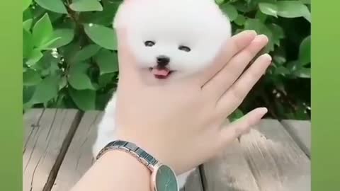 So Cute Very Funny Little Puppy