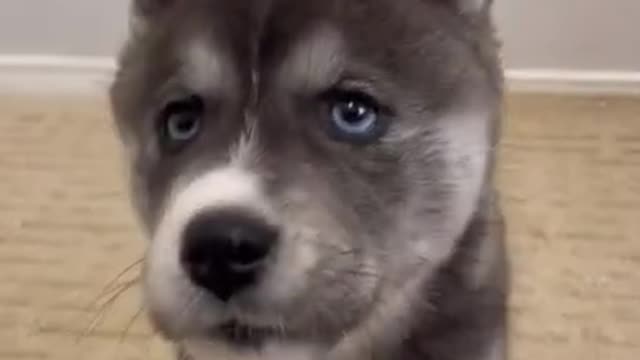 Telking..husky...# love..video..💖