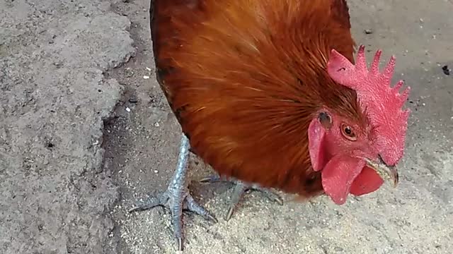 Eating chicken close up