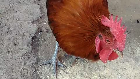 Eating chicken close up