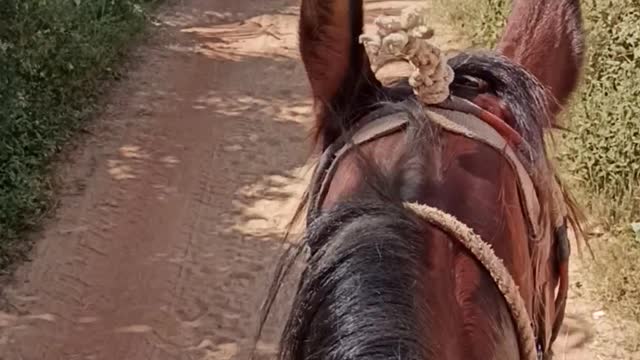 Indian Horse Riding Video