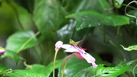 Insect searching for nectar in beautiful flower, nature captures high-quality 4k/30fps
