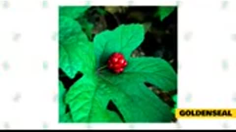 Herbs to improve cats health..