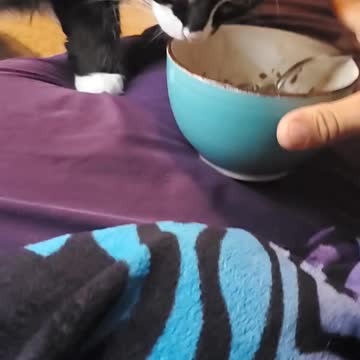 Cat tries to eat leftovers