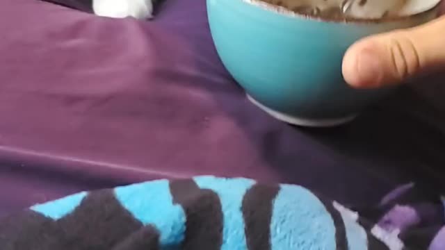 Cat tries to eat leftovers